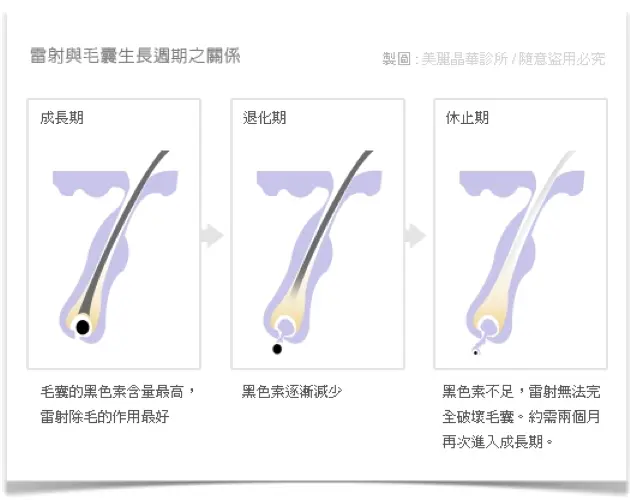 雷射與毛囊生長週期之關係