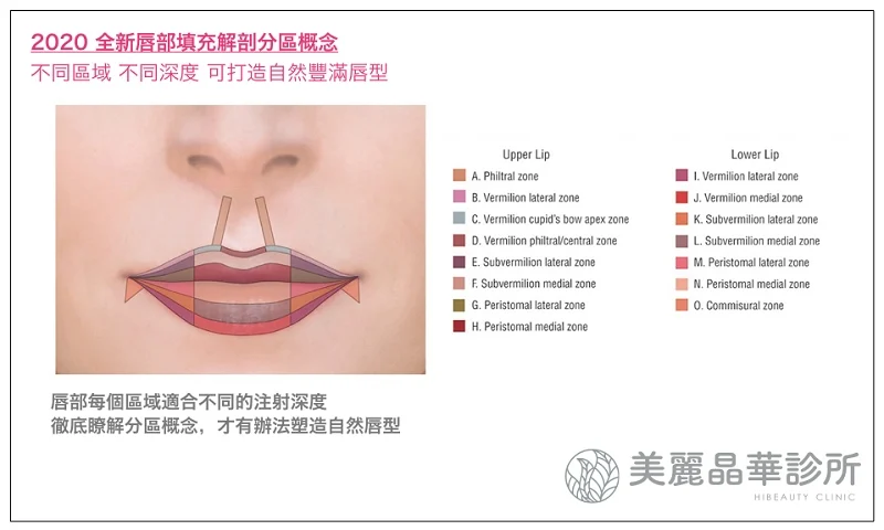 玻尿酸豐唇全新填充解剖分區概念