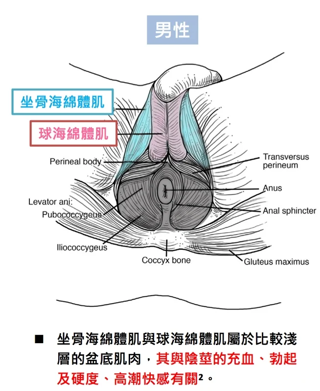 EMSELLA幸福G動椅男女皆可治療2