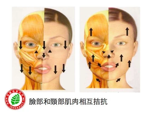 肉毒桿菌臉部頸部肌肉互相拮抗