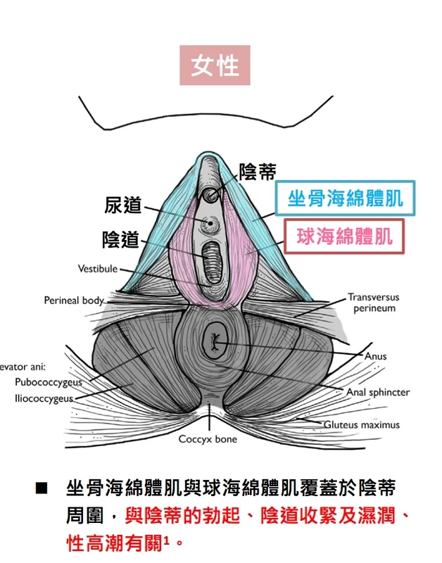 EMSELLA幸福G動椅男女皆可治療