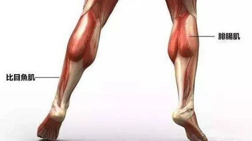 肉毒小腿 瘦小腿 各種肌肉